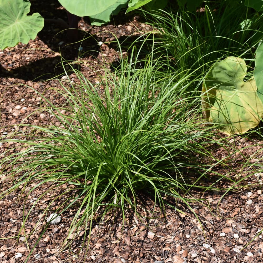 NetPS Plant Finder (www.netpsplantfinder.com)
