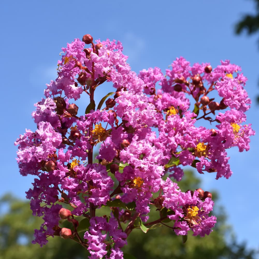 NetPS Plant Finder (www.netpsplantfinder.com)