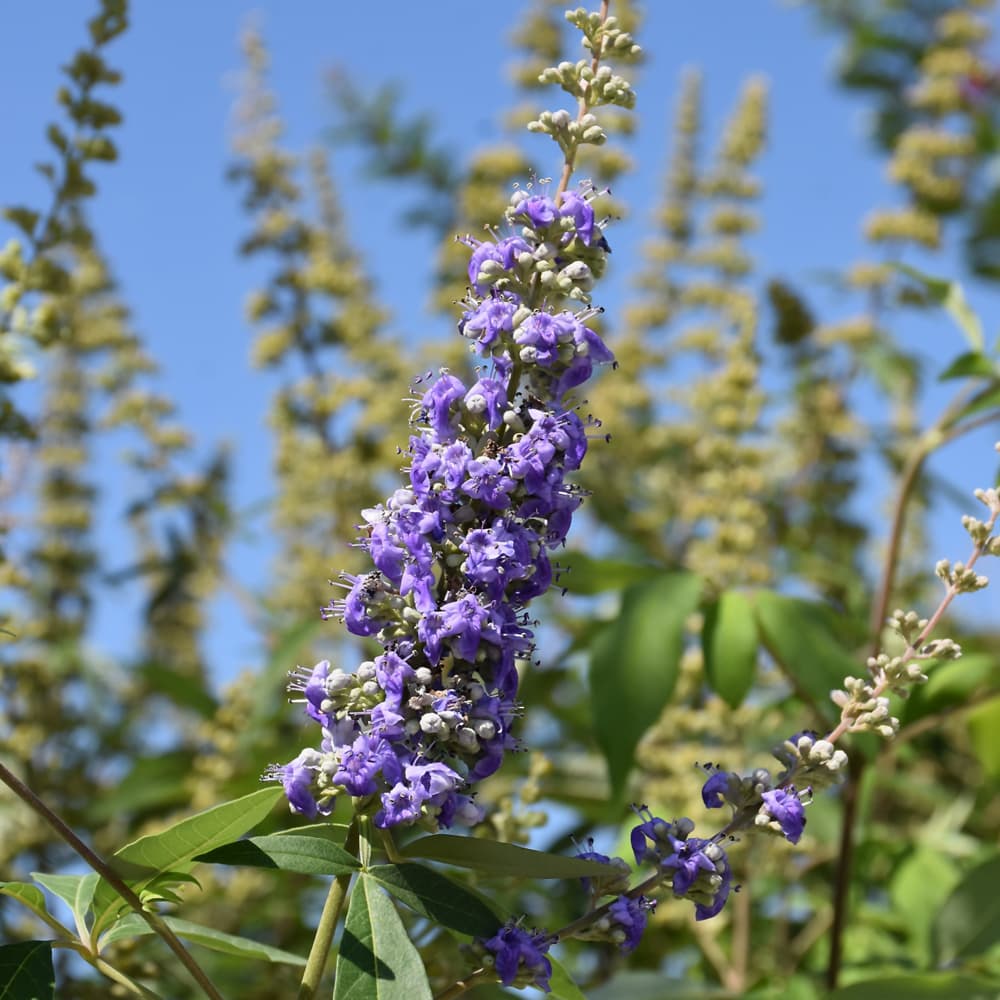 NetPS Plant Finder (www.netpsplantfinder.com)