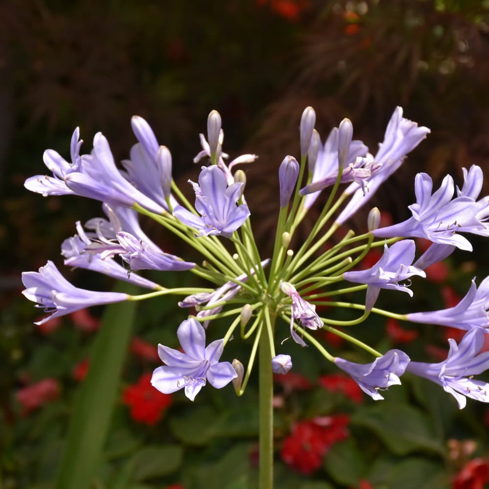 NetPS Plant Finder (www.netpsplantfinder.com)