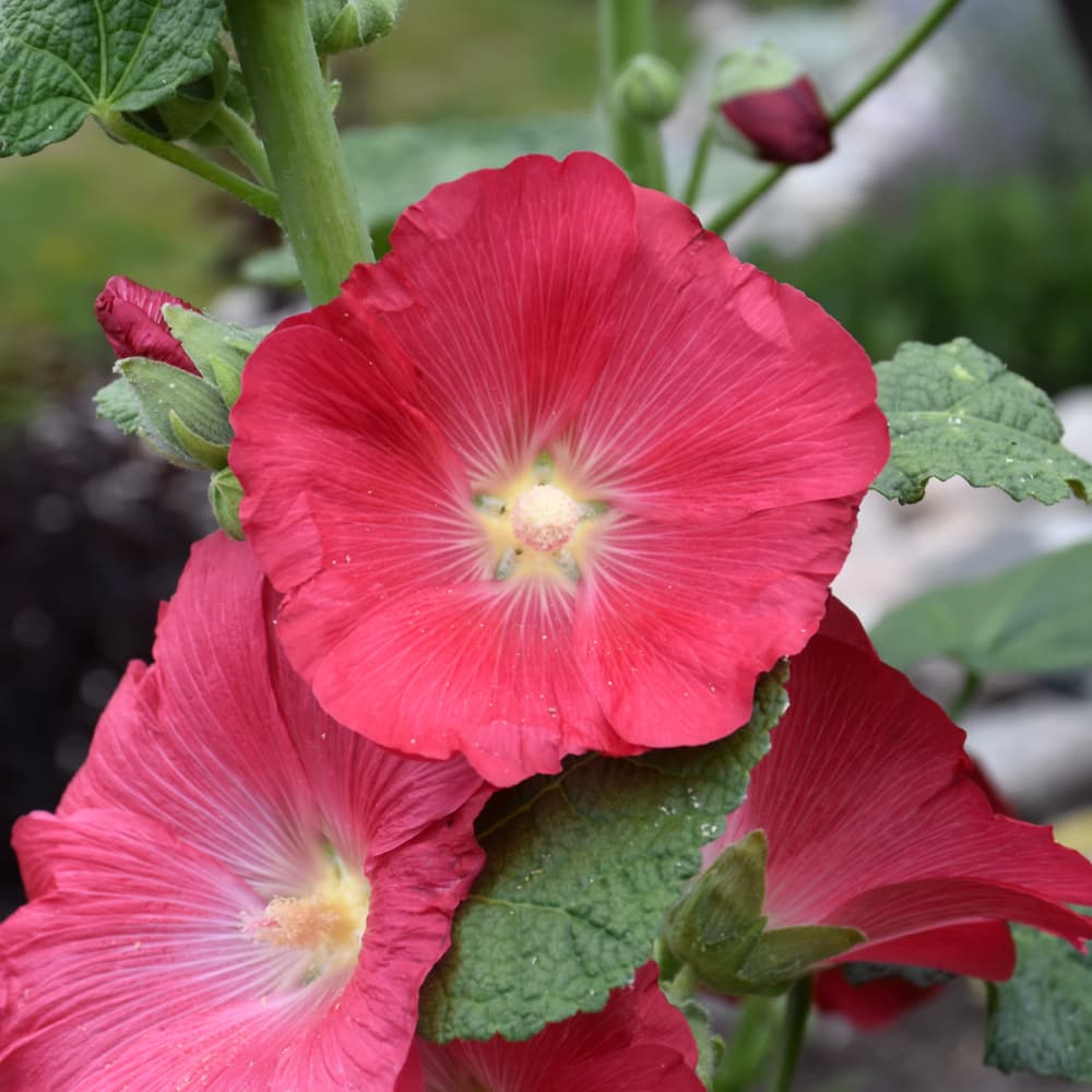 NetPS Plant Finder (www.netpsplantfinder.com)