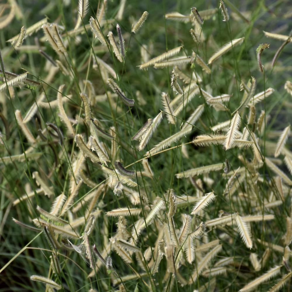 NetPS Plant Finder (www.netpsplantfinder.com)