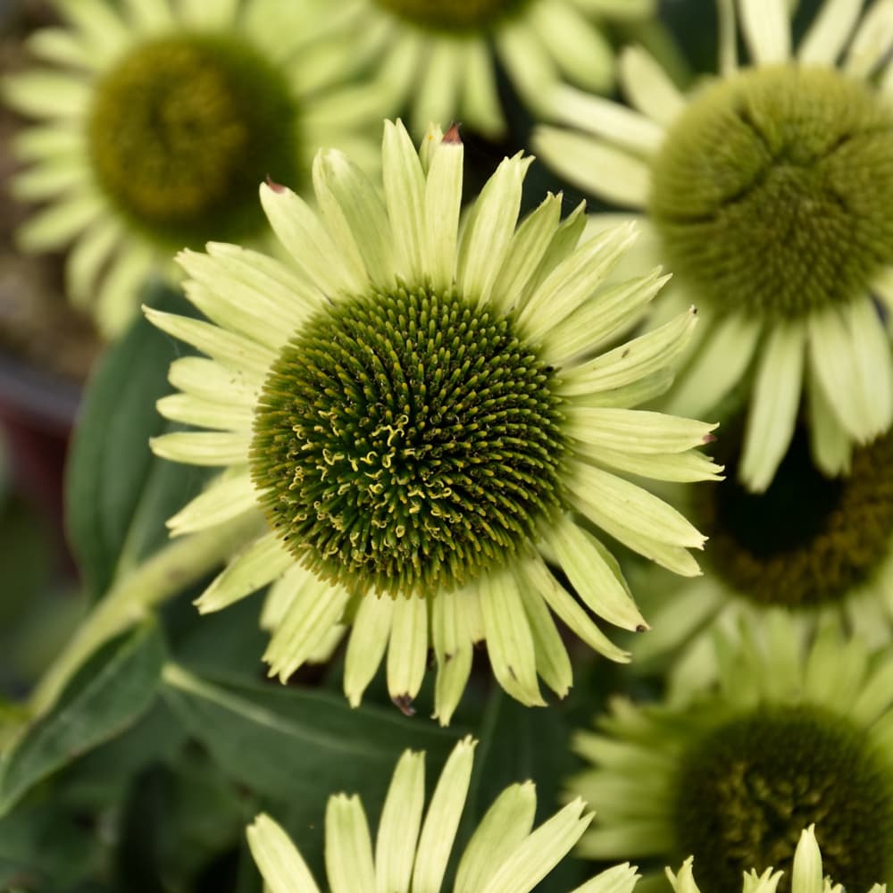 NetPS Plant Finder (www.netpsplantfinder.com)