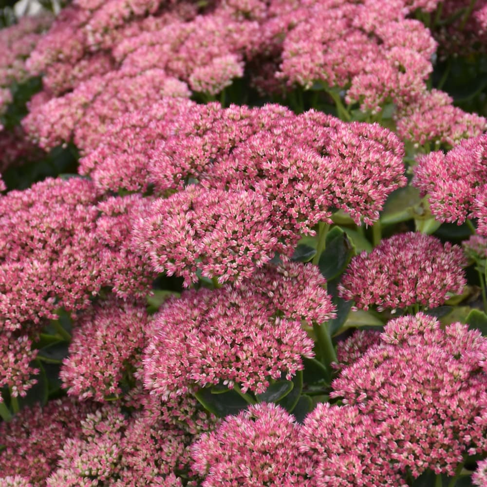 NetPS Plant Finder (www.netpsplantfinder.com)