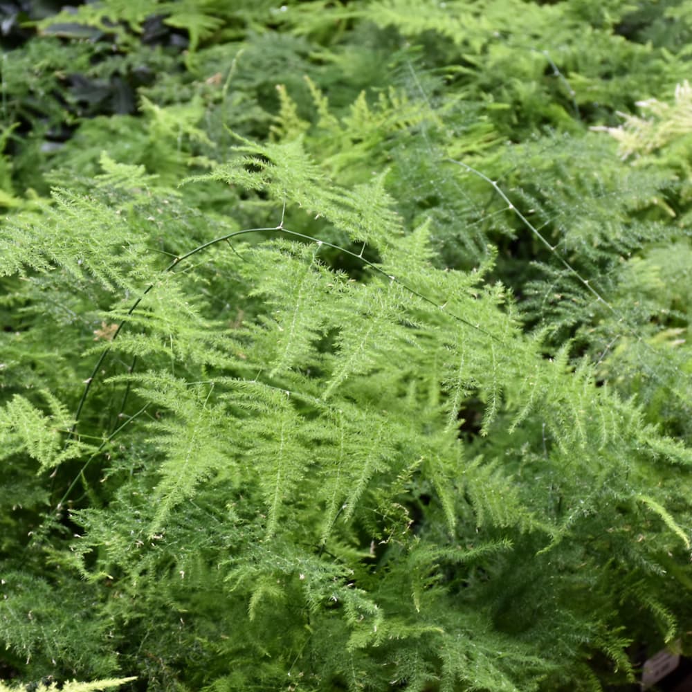 NetPS Plant Finder (www.netpsplantfinder.com)