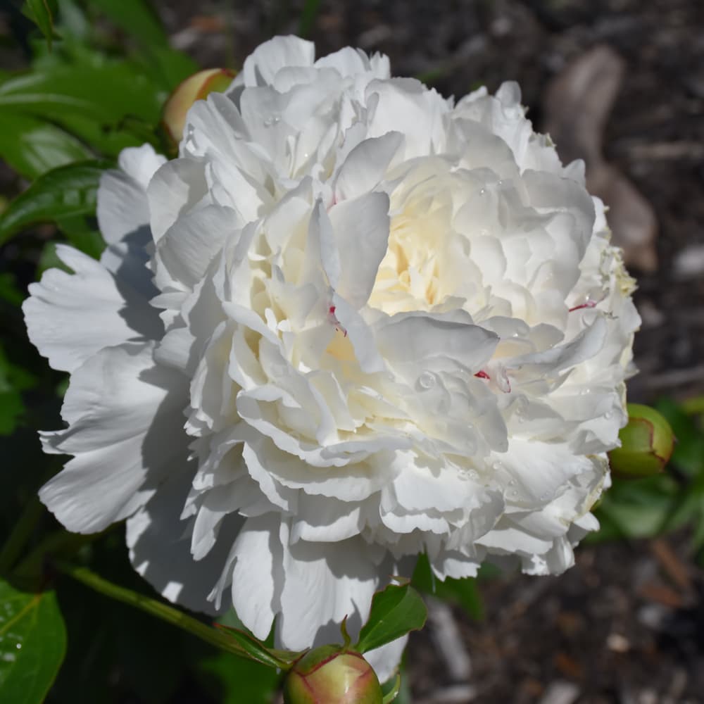 NetPS Plant Finder (www.netpsplantfinder.com)