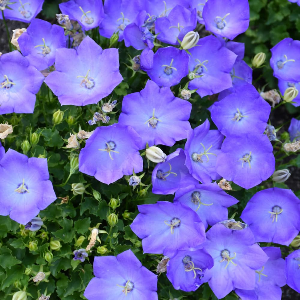 NetPS Plant Finder (www.netpsplantfinder.com)