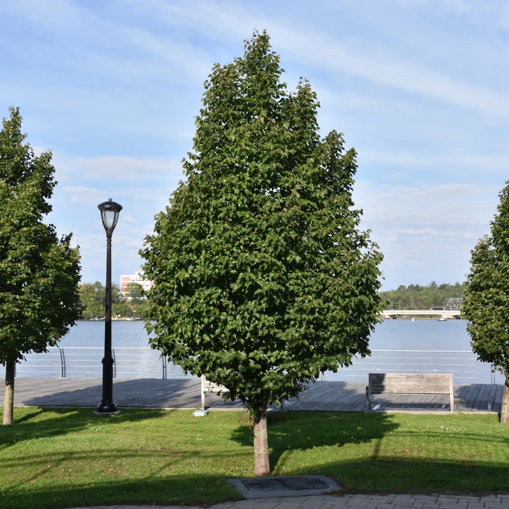 NetPS Plant Finder (www.netpsplantfinder.com)