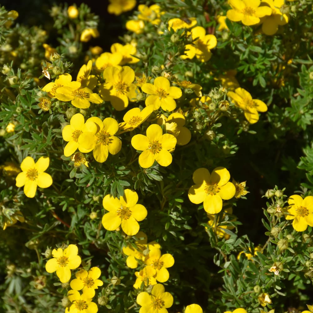 NetPS Plant Finder (www.netpsplantfinder.com)