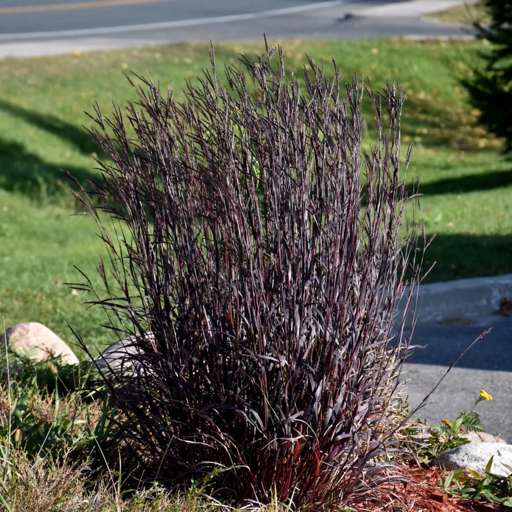 NetPS Plant Finder (www.netpsplantfinder.com)