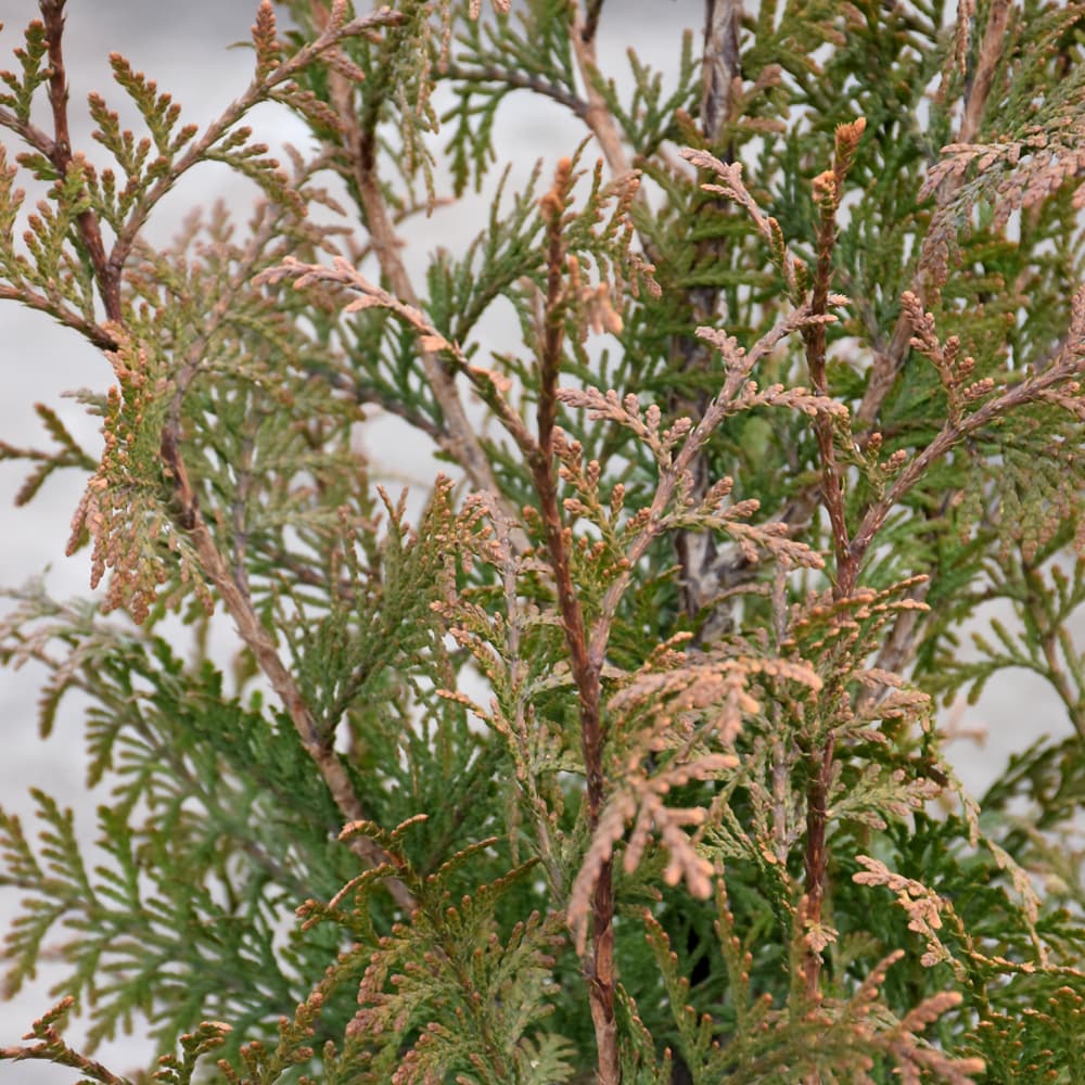 NetPS Plant Finder (www.netpsplantfinder.com)