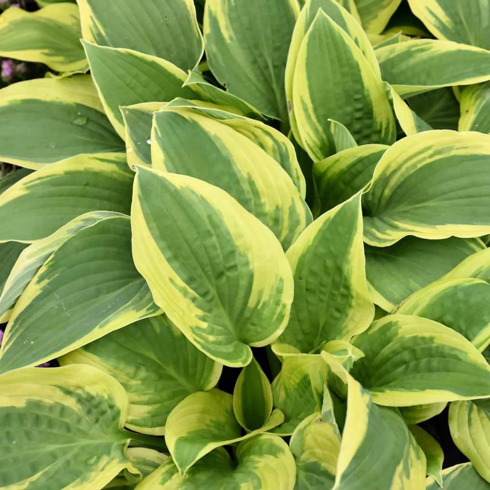 NetPS Plant Finder (www.netpsplantfinder.com)