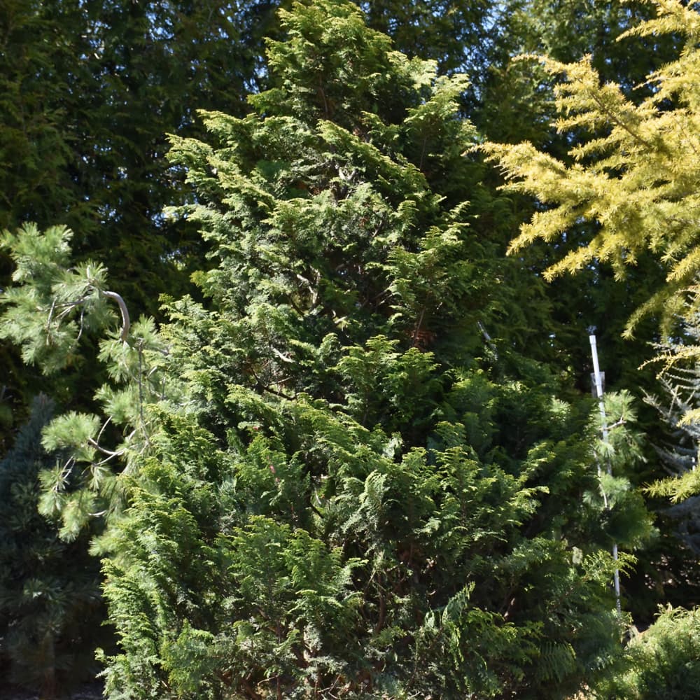 NetPS Plant Finder (www.netpsplantfinder.com)