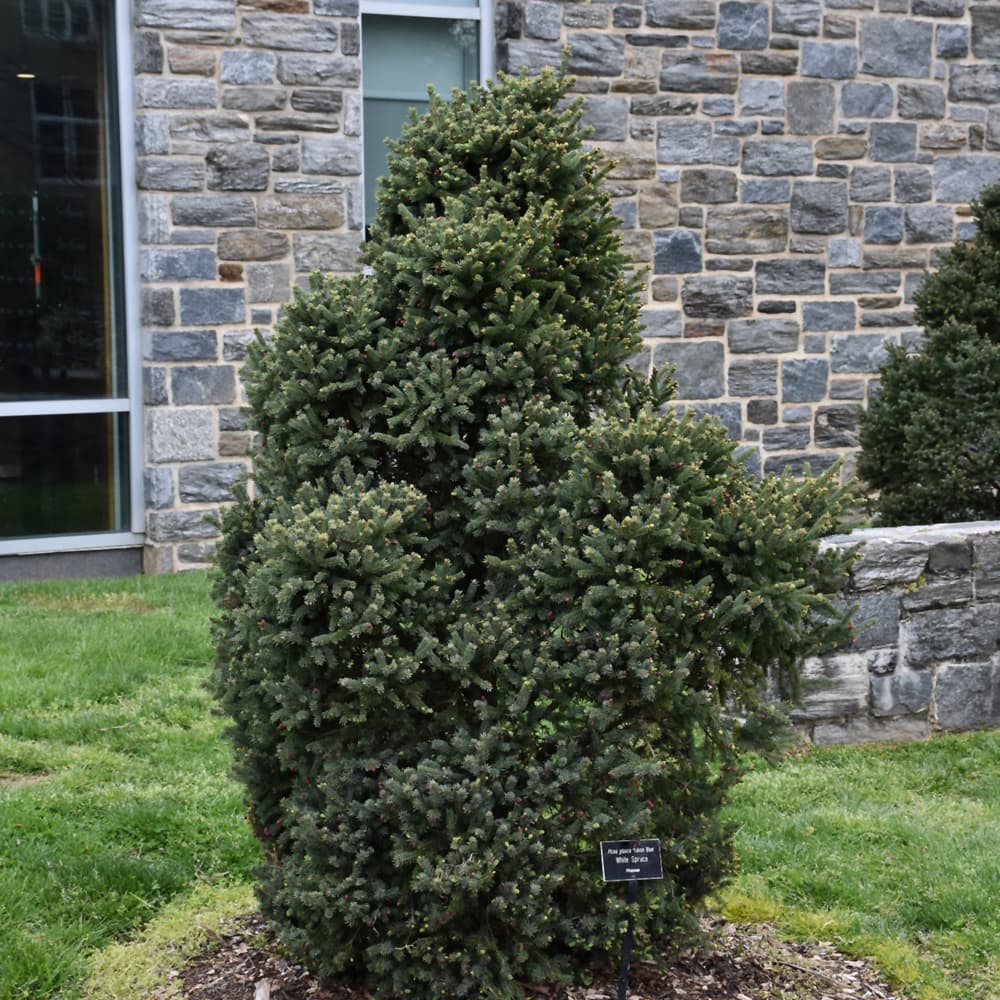 NetPS Plant Finder (www.netpsplantfinder.com)