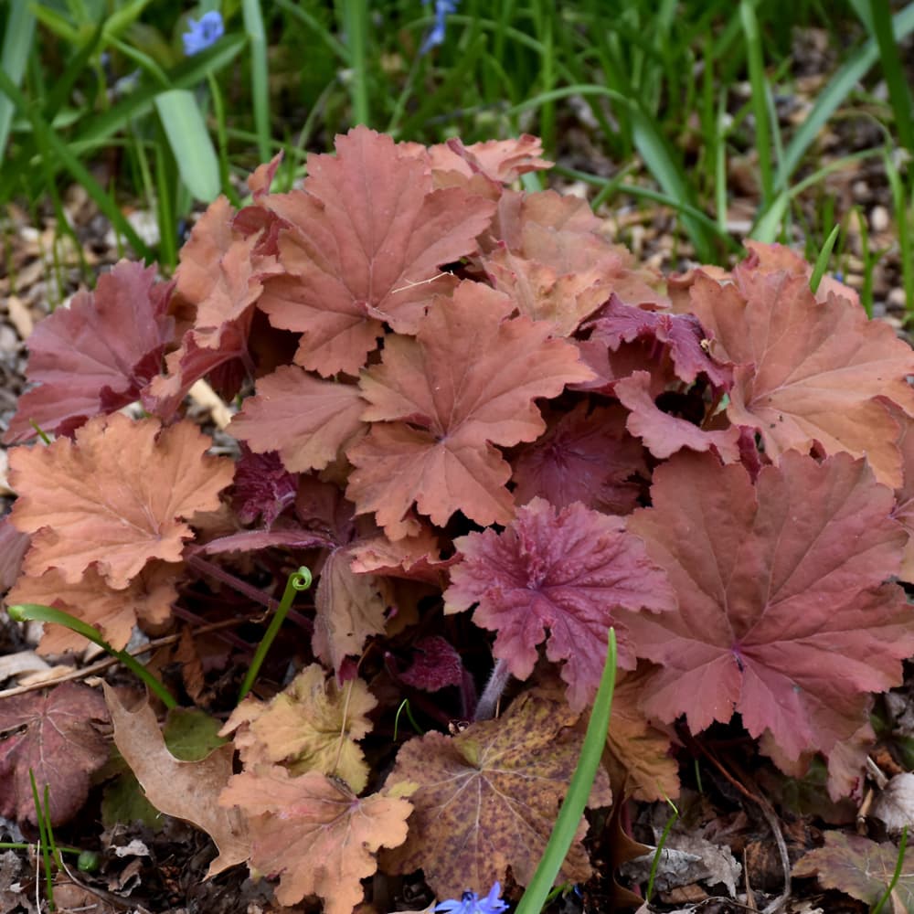 NetPS Plant Finder (www.netpsplantfinder.com)