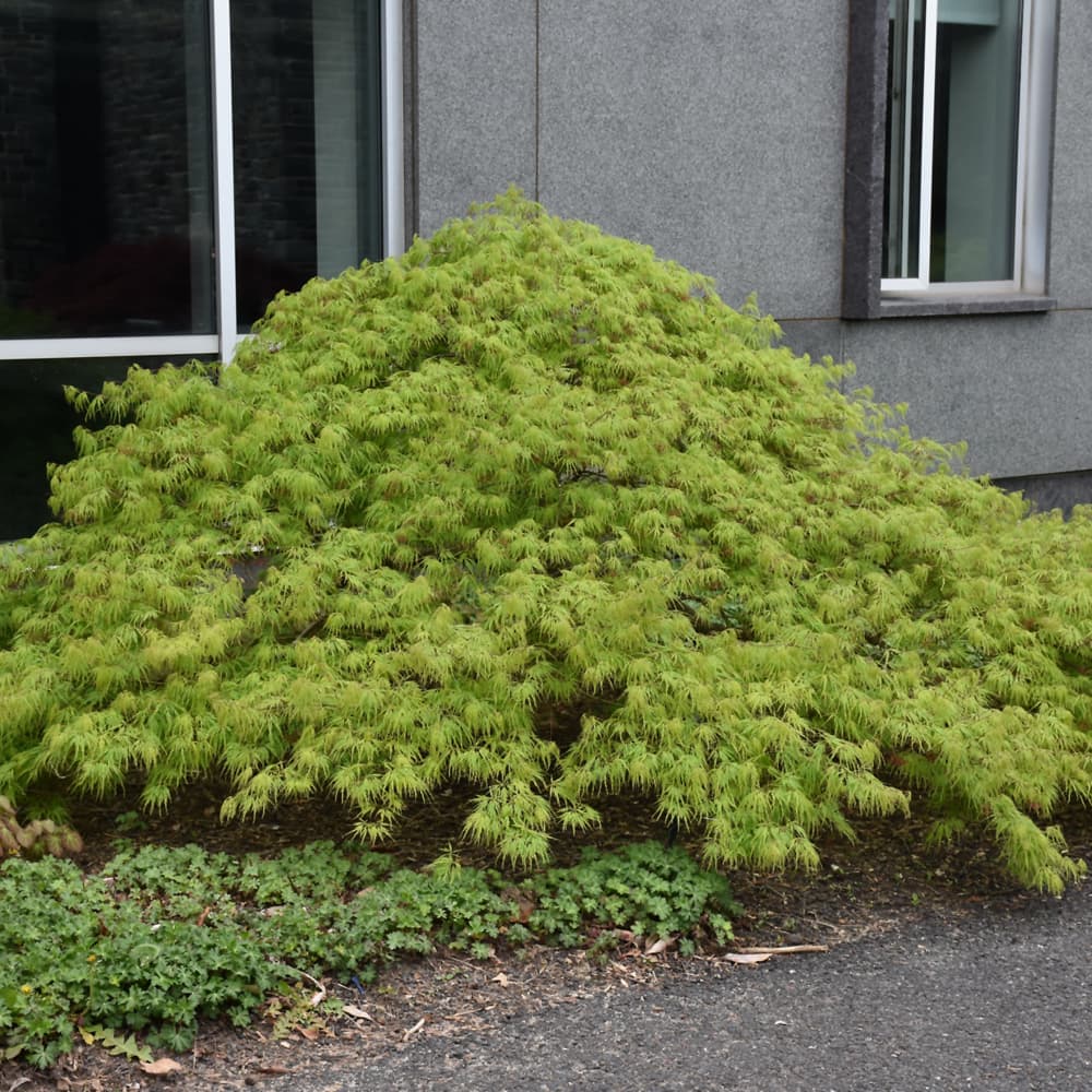 NetPS Plant Finder (www.netpsplantfinder.com)