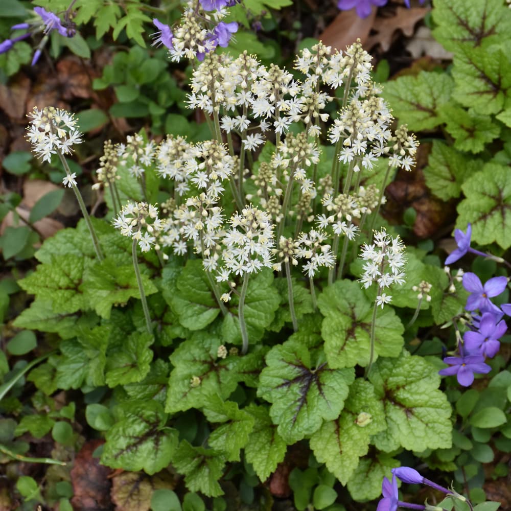 NetPS Plant Finder (www.netpsplantfinder.com)