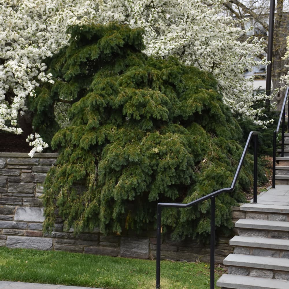 NetPS Plant Finder (www.netpsplantfinder.com)