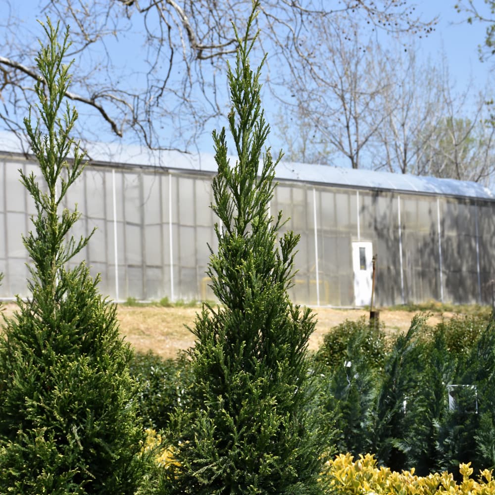 NetPS Plant Finder (www.netpsplantfinder.com)