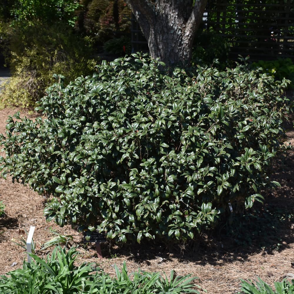 NetPS Plant Finder (www.netpsplantfinder.com)