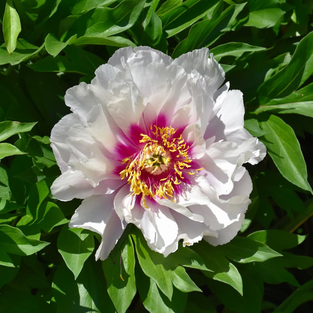 NetPS Plant Finder (www.netpsplantfinder.com)