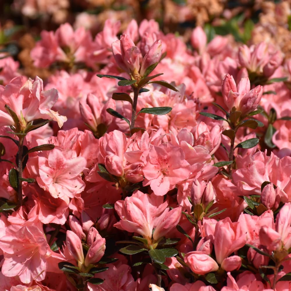 NetPS Plant Finder (www.netpsplantfinder.com)