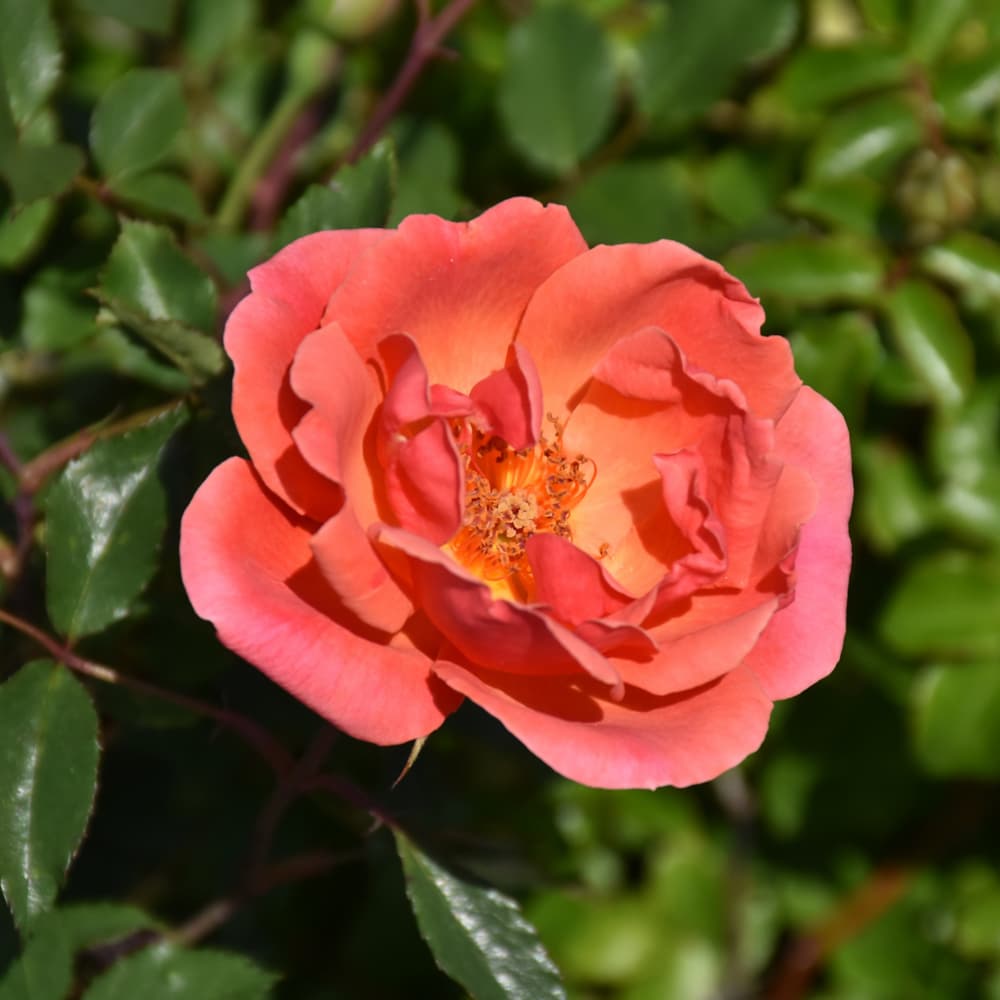 NetPS Plant Finder (www.netpsplantfinder.com)