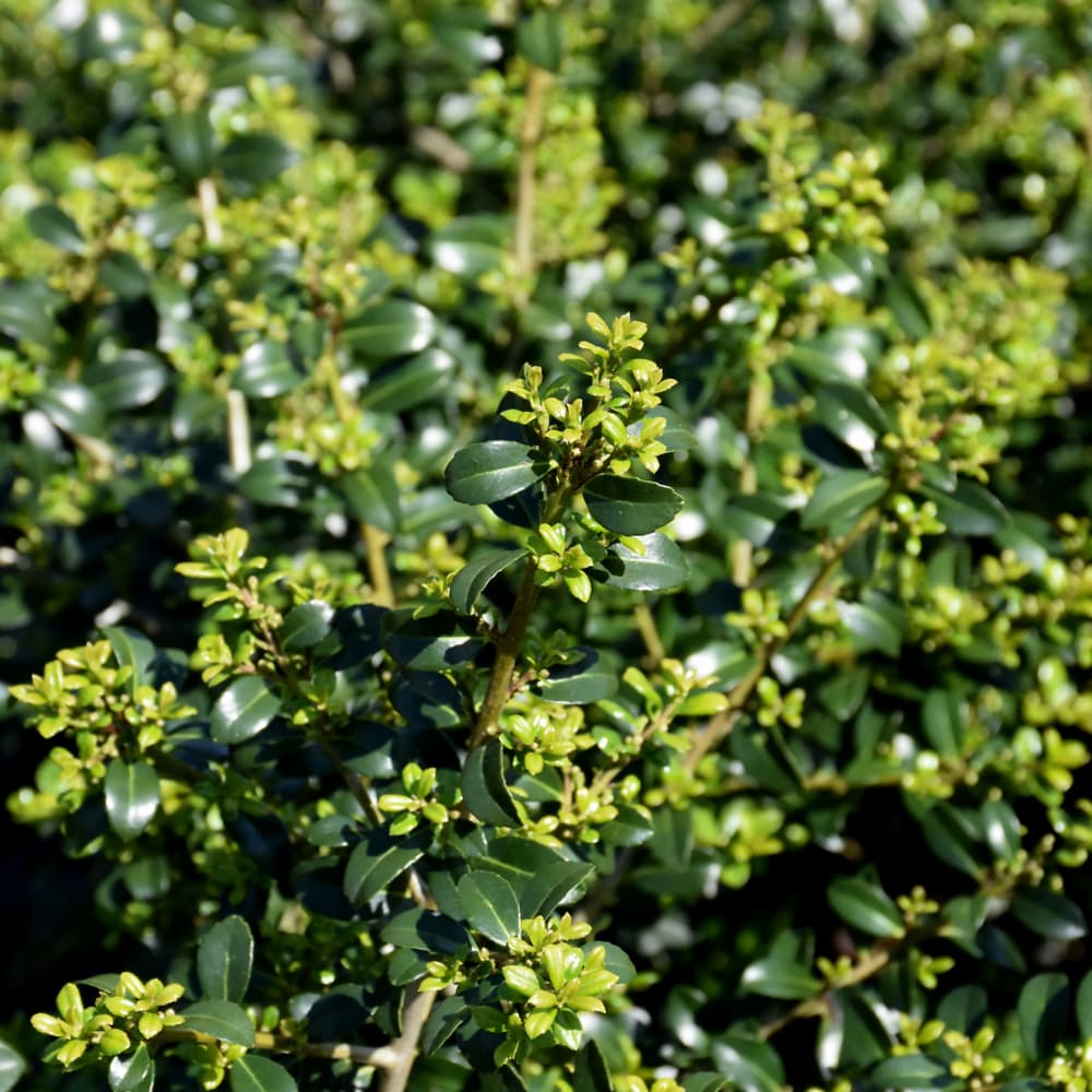 NetPS Plant Finder (www.netpsplantfinder.com)