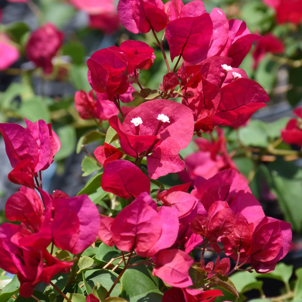 NetPS Plant Finder (www.netpsplantfinder.com)