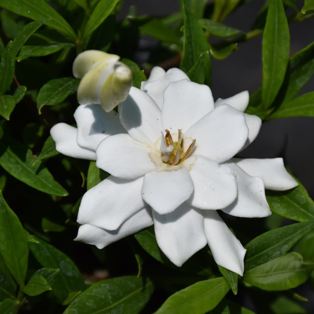 NetPS Plant Finder (www.netpsplantfinder.com)