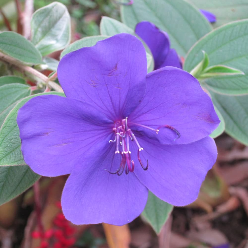 NetPS Plant Finder (www.netpsplantfinder.com)