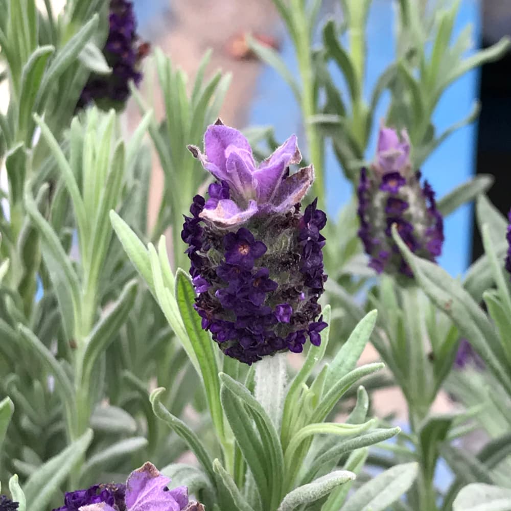 NetPS Plant Finder (www.netpsplantfinder.com)