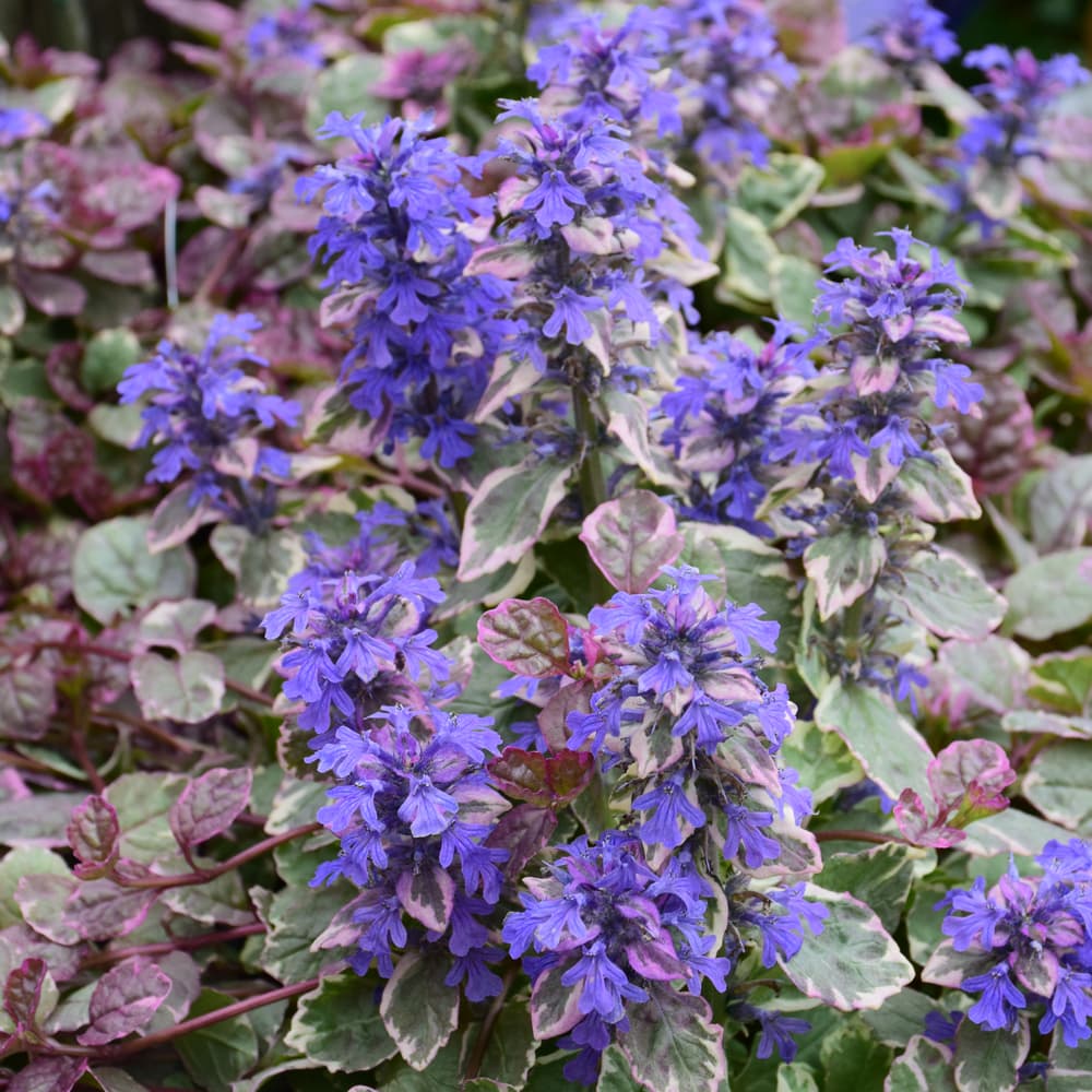 NetPS Plant Finder (www.netpsplantfinder.com)