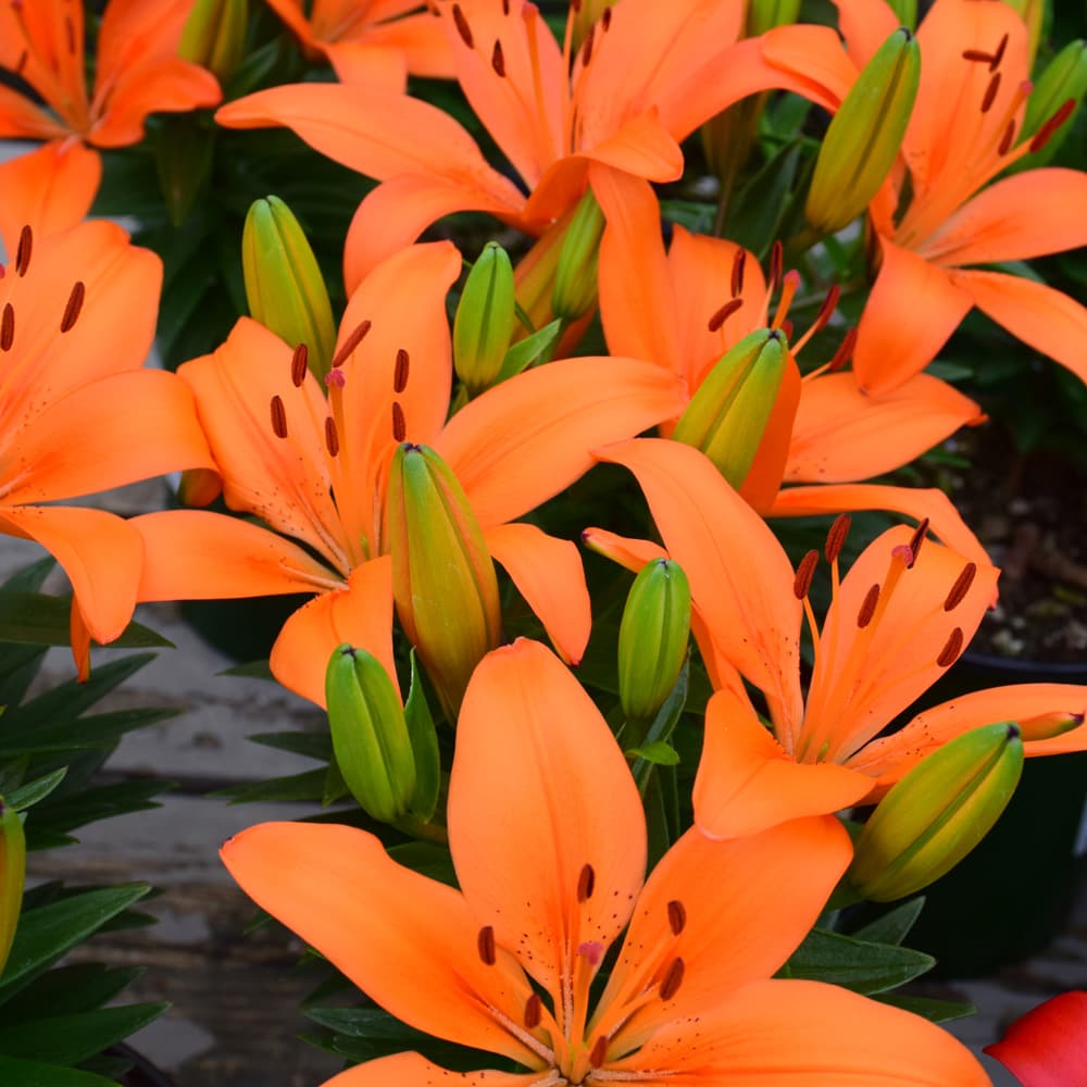 NetPS Plant Finder (www.netpsplantfinder.com)