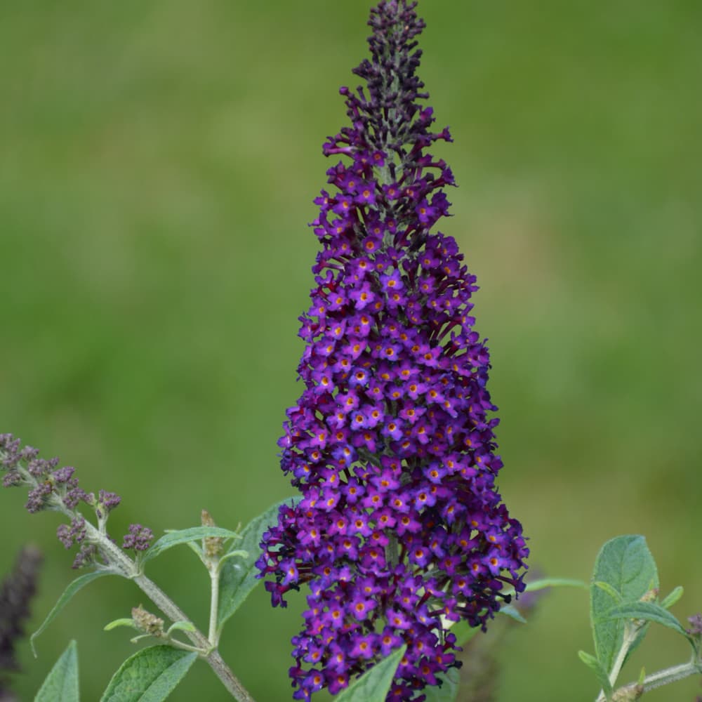 NetPS Plant Finder (www.netpsplantfinder.com)