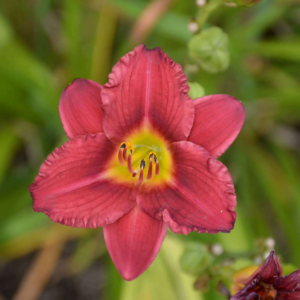 NetPS Plant Finder (www.netpsplantfinder.com)
