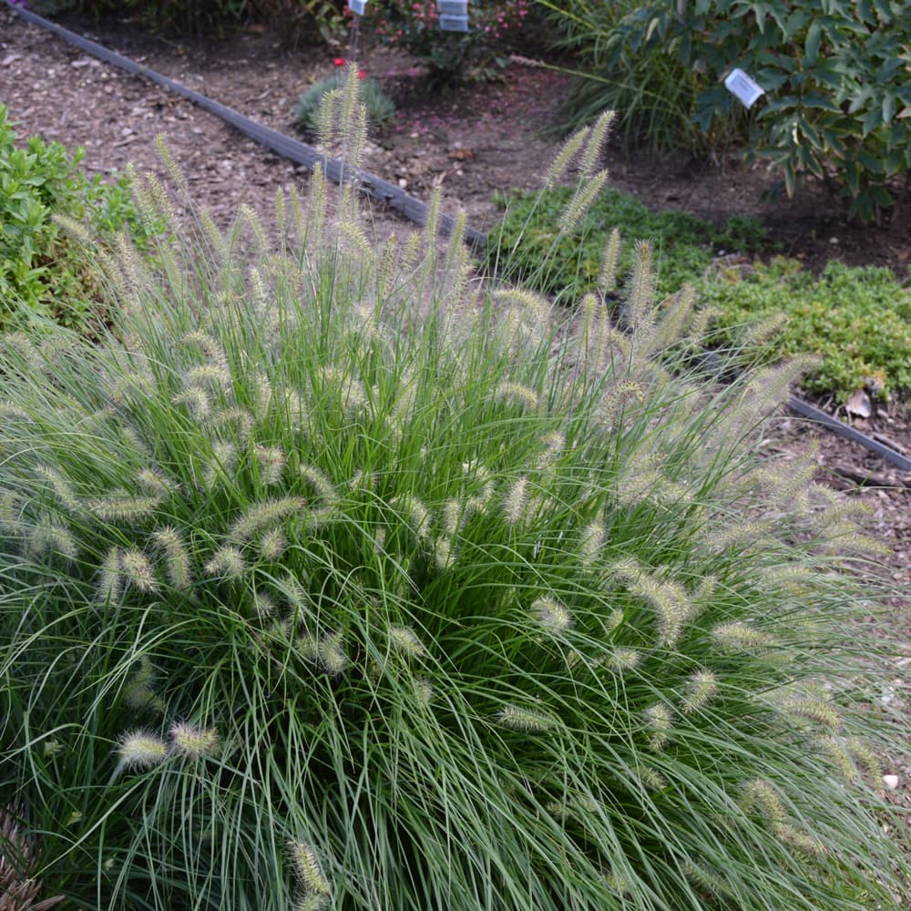 NetPS Plant Finder (www.netpsplantfinder.com)
