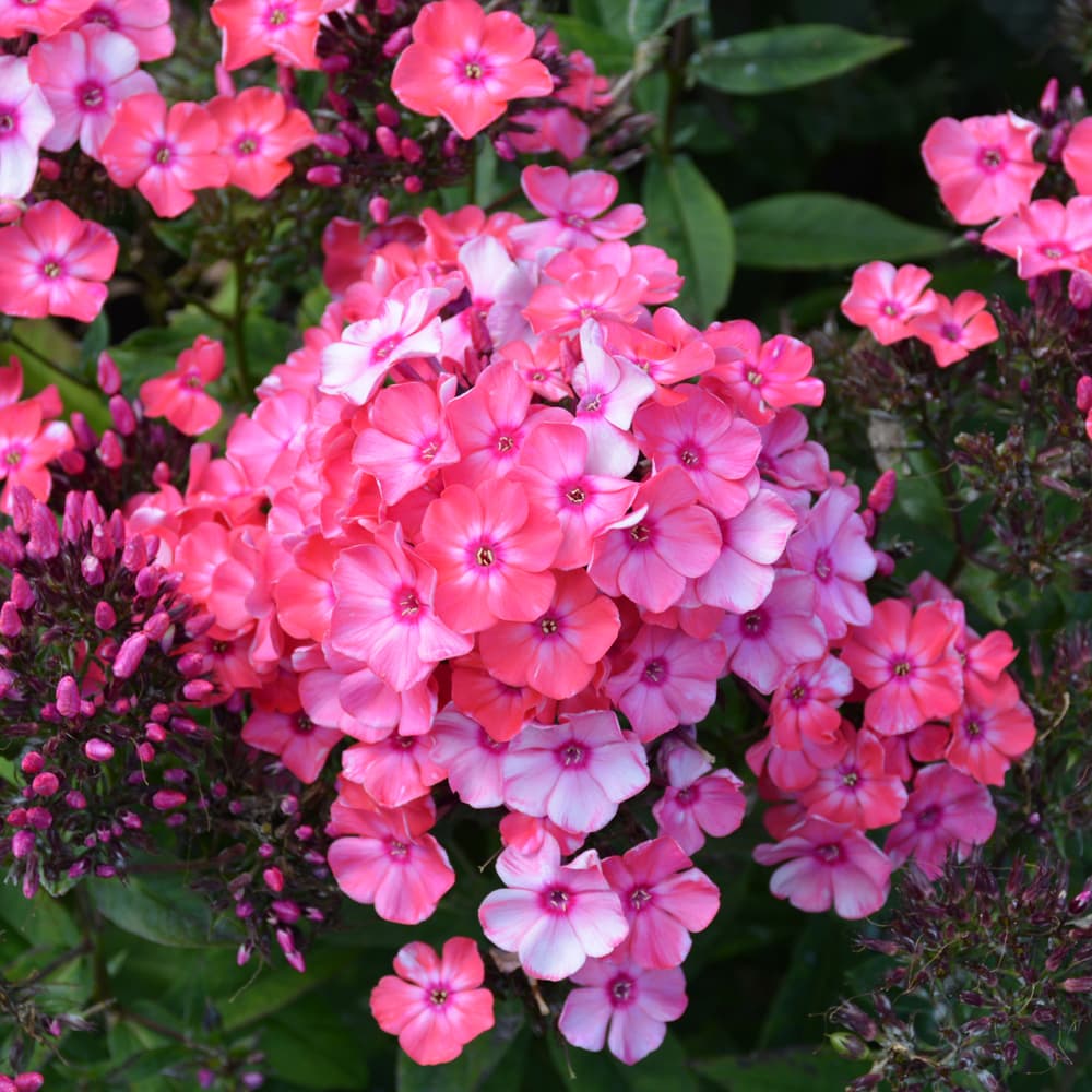 NetPS Plant Finder (www.netpsplantfinder.com)