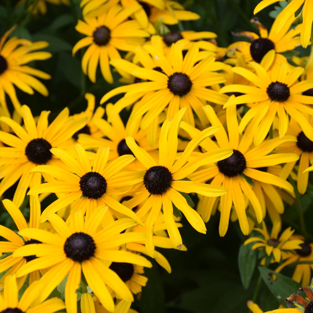 NetPS Plant Finder (www.netpsplantfinder.com)