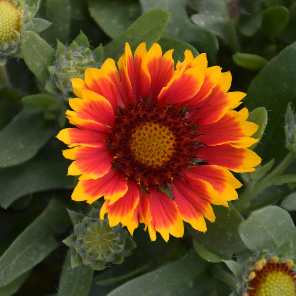 NetPS Plant Finder (www.netpsplantfinder.com)