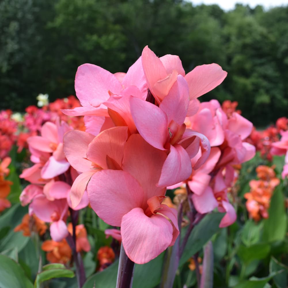 NetPS Plant Finder (www.netpsplantfinder.com)