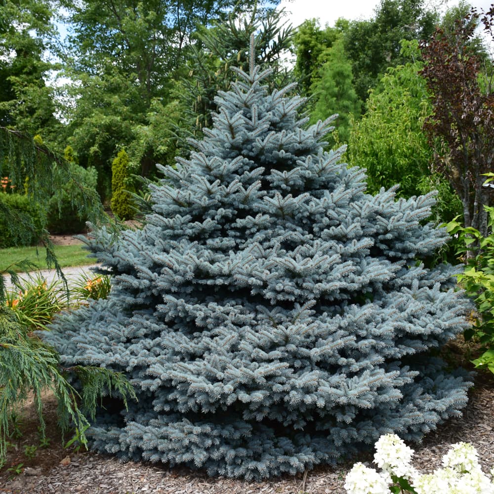 NetPS Plant Finder (www.netpsplantfinder.com)