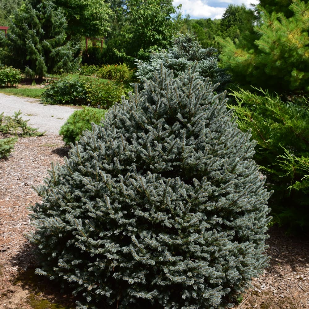 NetPS Plant Finder (www.netpsplantfinder.com)