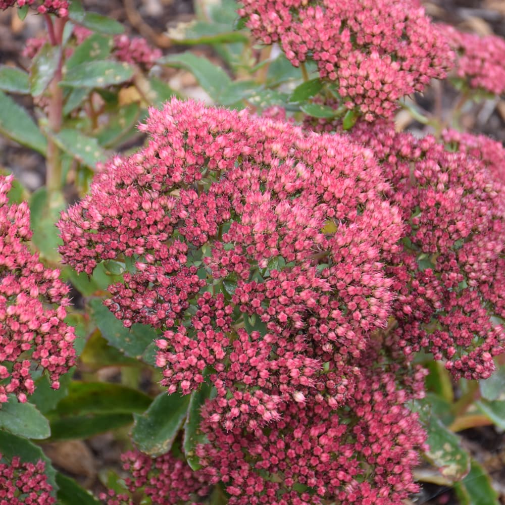 NetPS Plant Finder (www.netpsplantfinder.com)