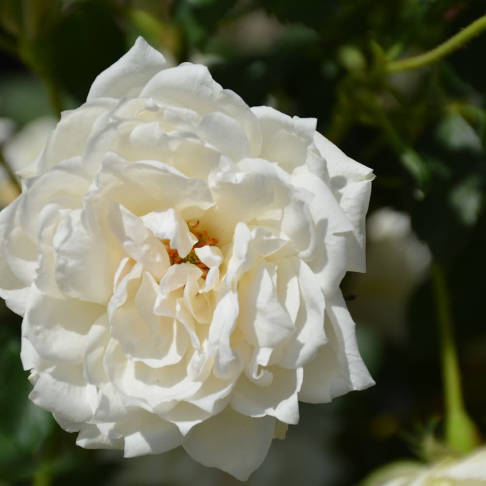 NetPS Plant Finder (www.netpsplantfinder.com)