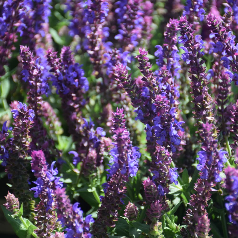 NetPS Plant Finder (www.netpsplantfinder.com)