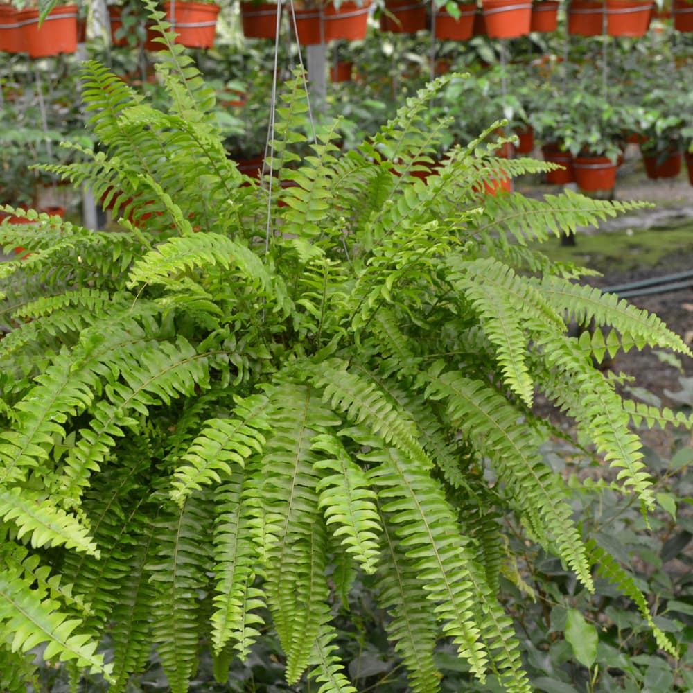 NetPS Plant Finder (www.netpsplantfinder.com)