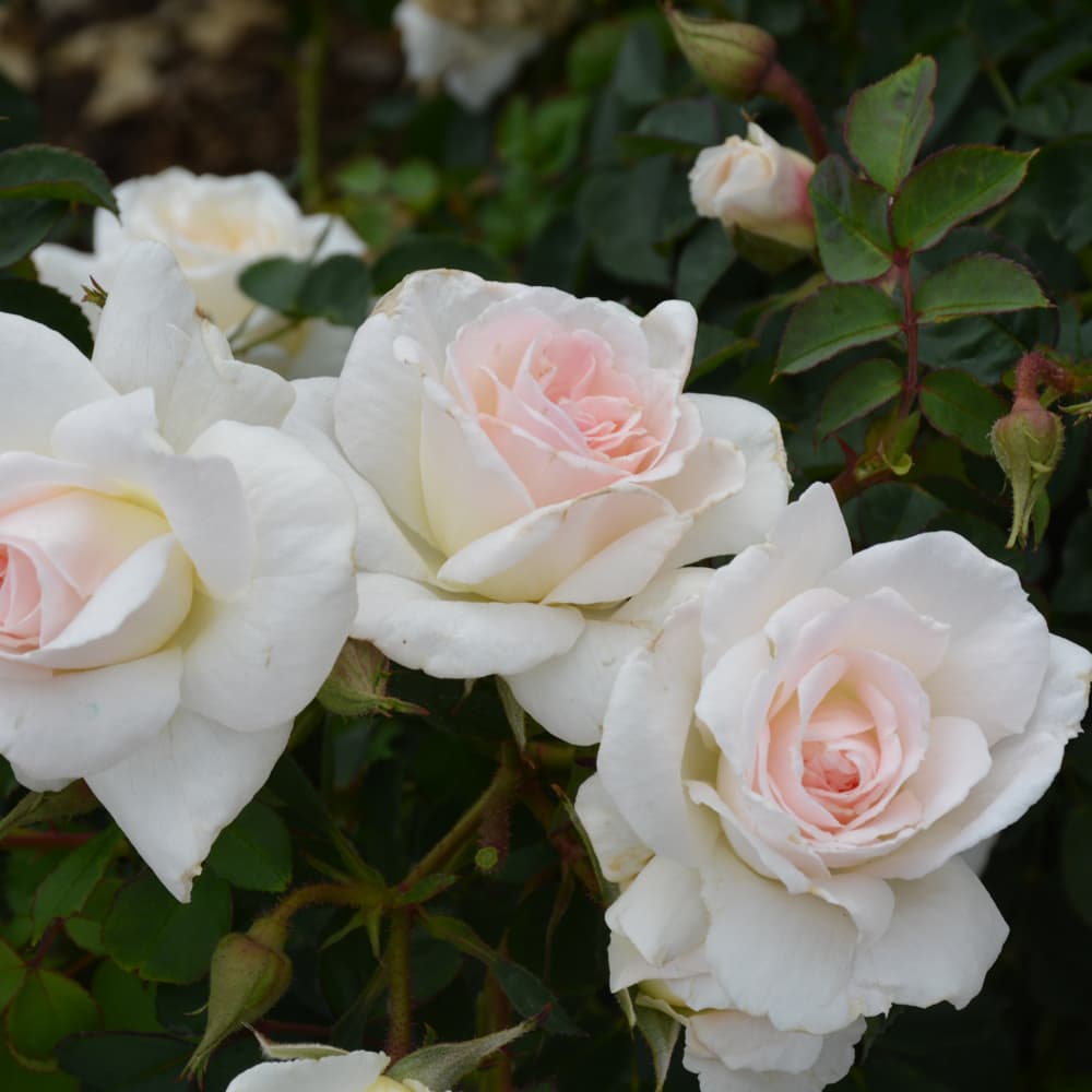 NetPS Plant Finder (www.netpsplantfinder.com)