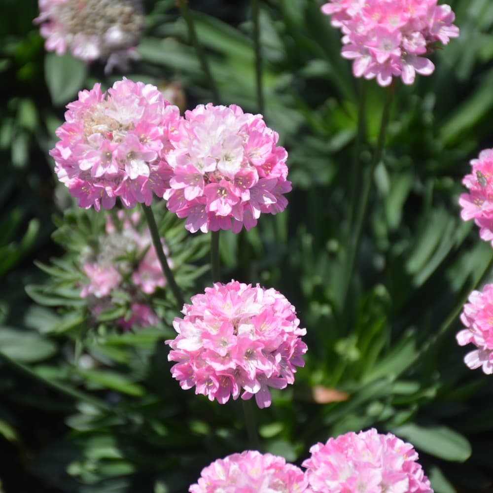NetPS Plant Finder (www.netpsplantfinder.com)