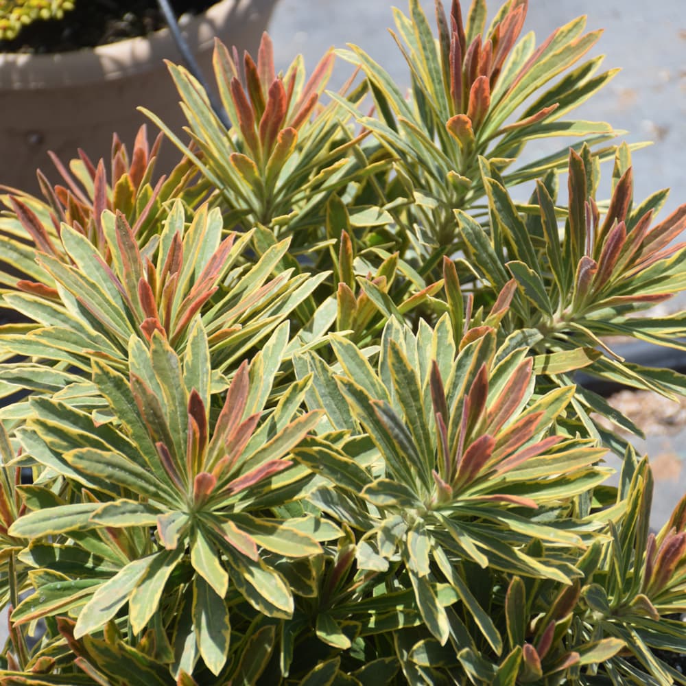 NetPS Plant Finder (www.netpsplantfinder.com)